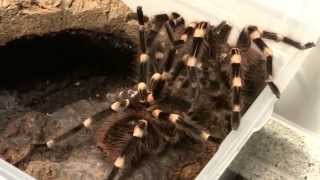 Acanthoscurria geniculata Paarung mating [upl. by Soinski]