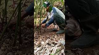 perawatan kapulagasemangatberkebunkarenaberkebunsangatmenyengkan [upl. by Annie326]