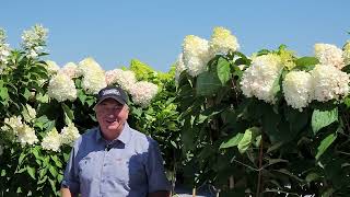 4 Best Tree Form Hydrangeas Including The FABULOUS ® Brand NEW WorryFree® LoveaLot™ Pink 👏😉😁 [upl. by Yud221]