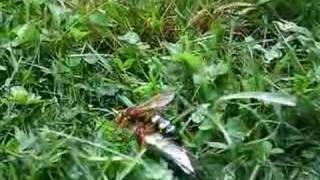 Huge Wasp Caught a Cicada [upl. by Eiramlatsyrc]