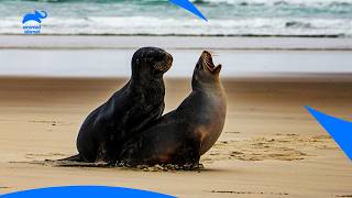 Seal Colony Lamberts Bay Largest Seal Breeding Colony in Africa  African Wild  Animal Planet [upl. by Giorgio630]