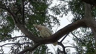 Australian short billed corella Campbelltown [upl. by Nednerb382]