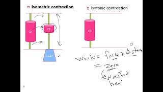 isometricamp isotonic contractions [upl. by Irollam]