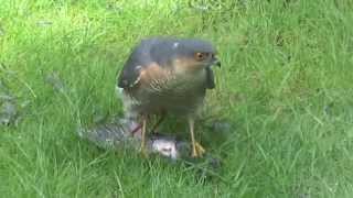 sparrowhawk amp starling 4 [upl. by Ainalem215]