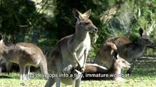 Wombats 101 The Miracle of Birth Kangaroos amp Wildbore [upl. by Delly]