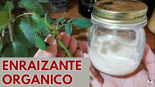 enraizador natural organico pastoso para plantas enraizante hormonas Chuyito Jardinero [upl. by Pelaga]