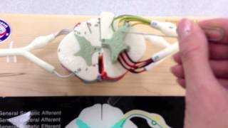 Spinal Cord Anatomy  Transverse Plane [upl. by Kathryne]