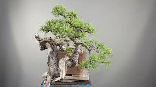 Bonsai Mugo yamadoriformowanie [upl. by Rokach495]