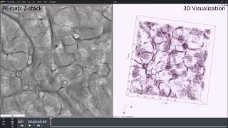 3D tissue slide of mouse pancreas [upl. by Olympia]