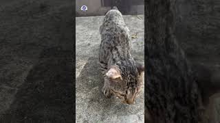 Unexpected Friendship Turning a Stray Cats Hiss into a Purr 🐾❤️ cat streetcat scaredcat [upl. by Haelat]