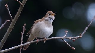 30 Minutes of Soothing Nightingale Song Natures Melody [upl. by Yona]