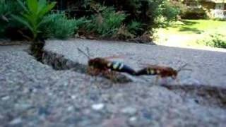 cicada killer wasps 2 [upl. by Einitsed]