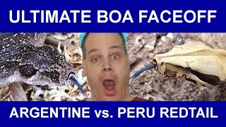 Ultimate Boa Constrictor Faceoff Argentine Boa vs Peruvian Redtail Boa [upl. by Cam]