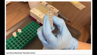 Overview Bacterial Transformation [upl. by Ennovihc]