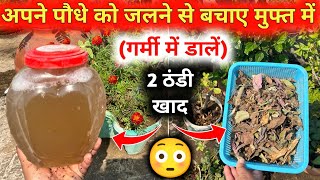 गर्मी में डालें 2 ठंडी खादे आपके पौधे बिलकुल हरे भरे रहेंगे  Summer Fertilizer For Your Plant 2024 [upl. by Charmain]