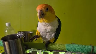 FACTS ABOUT CAIQUE PARROTS CAIQUE [upl. by Muffin]