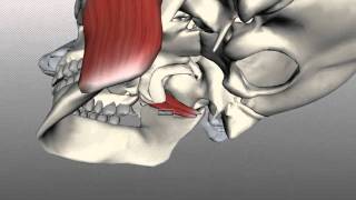 Muscles of Mastication  Anatomy Tutorial [upl. by Berfield]