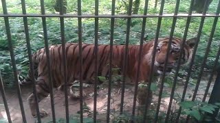 Lko Zoo Nawab Wajid Ali Shah Zoological Garden [upl. by Millman]