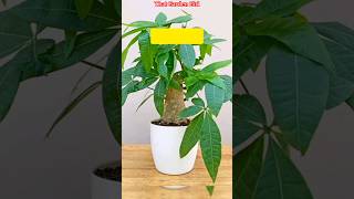 lucky plants for 2025  feng shui plants for money  shorts rareplants luckyplants [upl. by Haig]