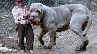 20 Largest Dogs in the World [upl. by Damick]