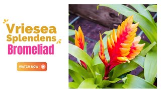 Vriesea Splendens Bromeliad  Flaming Sword Bromeliad  TinyLeaf [upl. by Landsman]