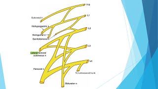 Plexus Lumbalis [upl. by Etnovert]