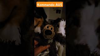 ABBRUCHSIGNAL ÜBEN 💥🐶Hunde wollen Teddy fressen 😱 hundetraining [upl. by Meehan]