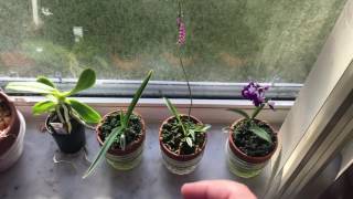 Quick Japanese orchids update [upl. by Adnowat564]