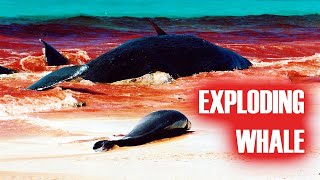 Exploding Whale  Graphic Footage from Australia [upl. by Eremahs]