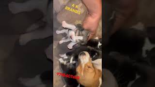 Beagle Puppies For Sale puppy love patna doglover petshop bihar 9798407468 [upl. by Cinemod633]