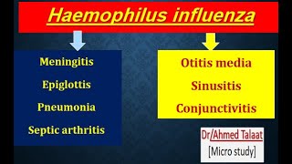 Haemophilus influenza [upl. by Ijat]