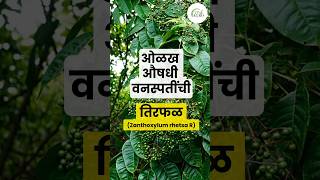 तिरफळ  Zanthoxylum rhezsta R  औषधी वनस्पती  Medicinal plant [upl. by Nadabb97]