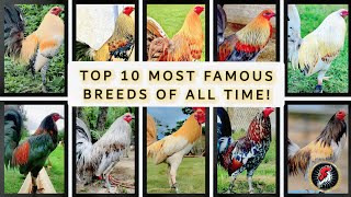 TOP 10 MOST FAMOUS BREEDS OF ALL TIME 2024 😯𝗕𝗼𝘆𝗮𝗸𝘇 𝗕𝗮𝗰𝗸𝘆𝗮𝗿𝗱 [upl. by Ajiak762]