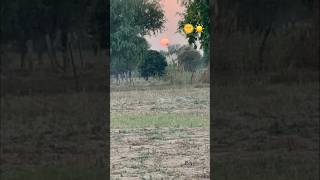 Suraj hua madyam song hindisong nature naturebeauty love trending ytshorts viralvideo like [upl. by Jemma]