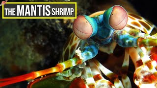 10 INCREDIBLE FACTS About The Mantis Shrimp [upl. by Ojaras791]