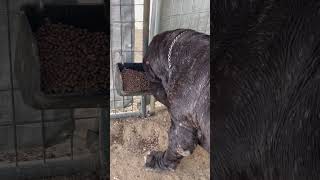 Feeding Time Neapolitan Mastiff [upl. by Jonie]