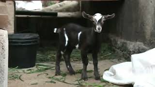 Funny baby Goat  saanen Goat Mix [upl. by Nosnej]