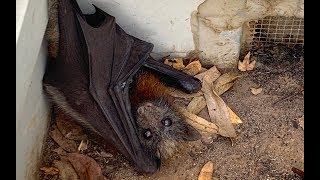 Rescuing a very cranky baby flyingfox this is Grumblestiltskin [upl. by Nasus]