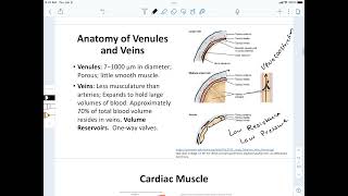 Anatomy of Venules amp Veins [upl. by Fowler617]