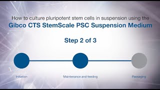 How to culture PSCs in suspension using Gibco CTS StemScale PSC Suspension Medium Maintenance [upl. by Sheeran]