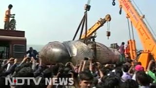 30foot whale dead on Mumbais Juhu Beach cranes remove body [upl. by Nelrsa]