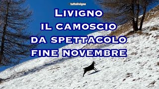 Livigno  fine novembre un camoscio da spettacolo [upl. by Oflodur1]