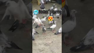 Pigeon flying 💖💖💖 beautiful pigeons flying video pigeontrending pigeonshorts [upl. by Garbe559]