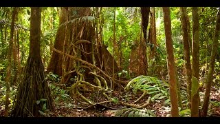 Amazon jungle documentary national geographic [upl. by Ybhsa]