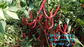 ESHA AGRI SEEDS 2233CHILLICONTACT7993635370 [upl. by Cammie]