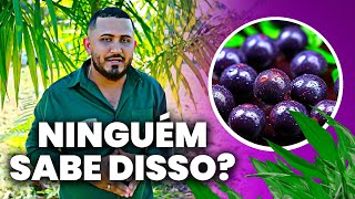 O Segredo para um AÇAÍ de Sucesso AgroRural [upl. by Ianej]