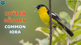 ✅Tiếng chim Huýt cô đầu đen hót kèm tiếng Mái ro siêu nhạy Chim Vàng nghệ ✅Common Iora song huytco [upl. by Eirovi21]