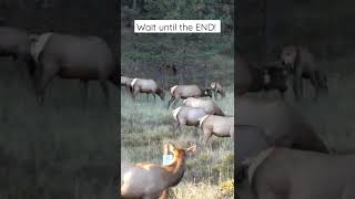 Huge Bull Elk Chasing Cow Elk During Mating Season shortsfeed [upl. by Purdy]