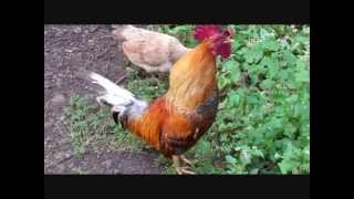 ROOSTER crowing compilation [upl. by Noj]