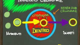 La cellula  modello e metabolismo [upl. by Sivek]